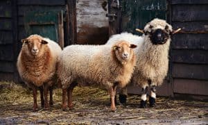 average lifespan of farm homestead animals