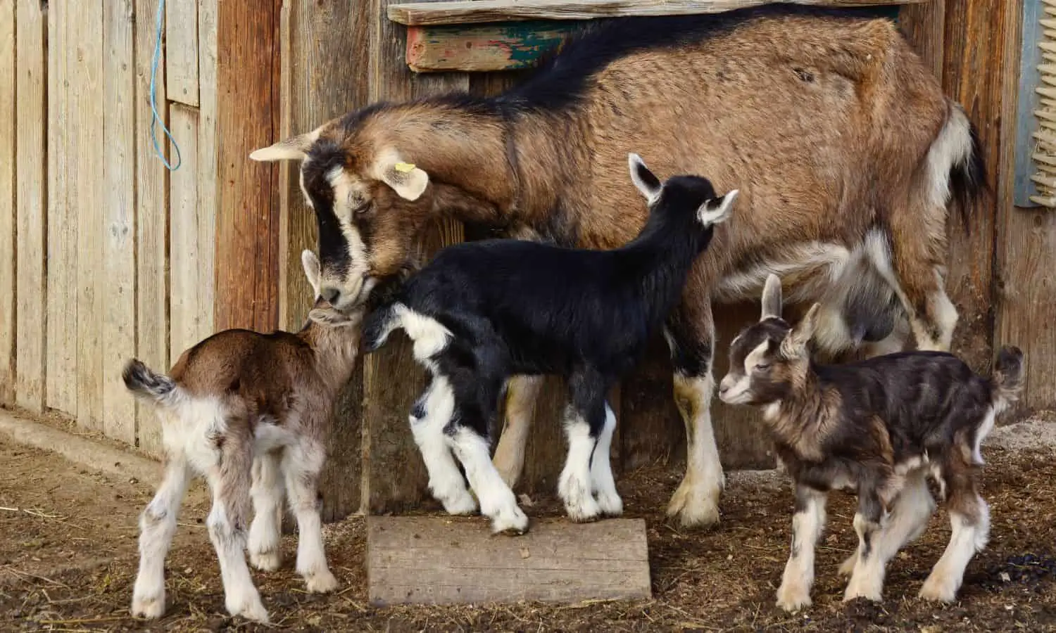 average lifespan of goats
