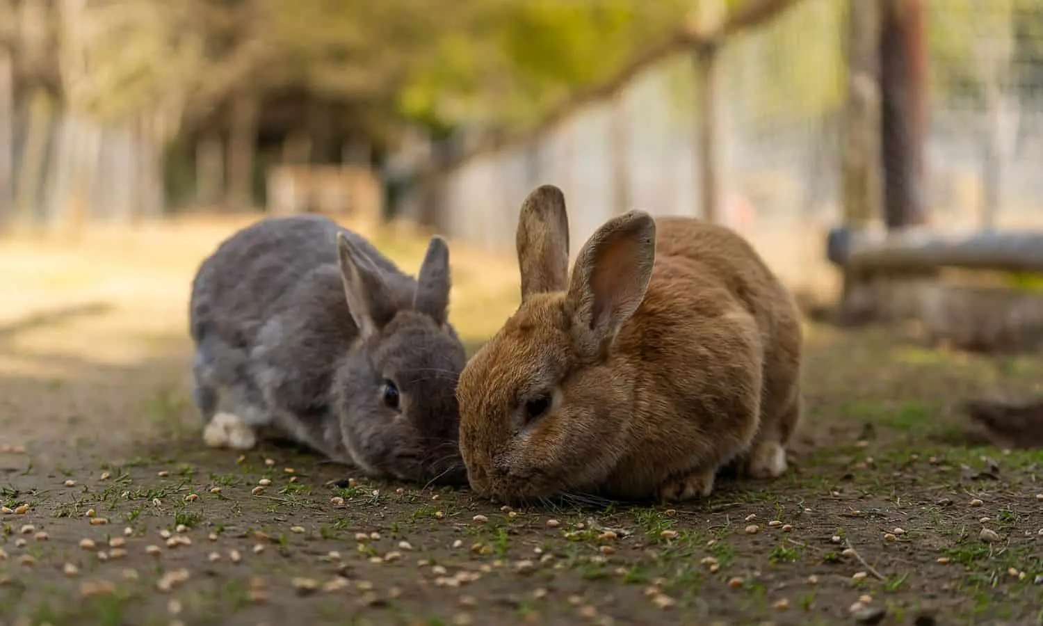 average lifespan of rabbits