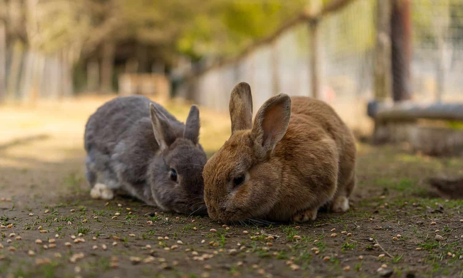 average lifespan of rabbits