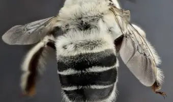 Albino Honey Bees
