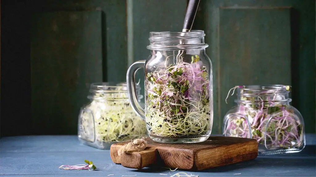 Canning Bean Sprouts
