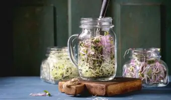 Canning Bean Sprouts